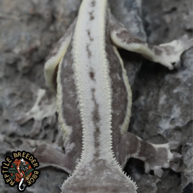 슈퍼스트라이프 릴잔틱