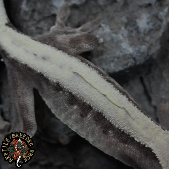 슈퍼세이블 릴리