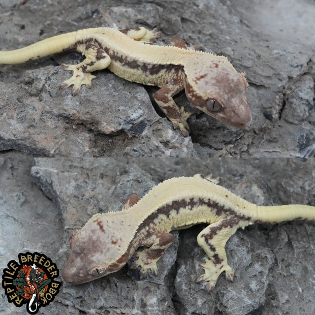 슈퍼스트라이프 릴리 세이블