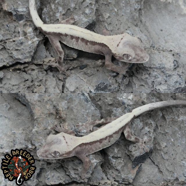 슈퍼세이블 릴리