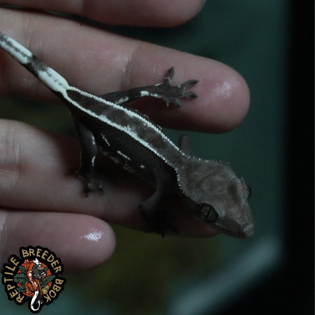 쿼드 핀스트라이프 아잔틱