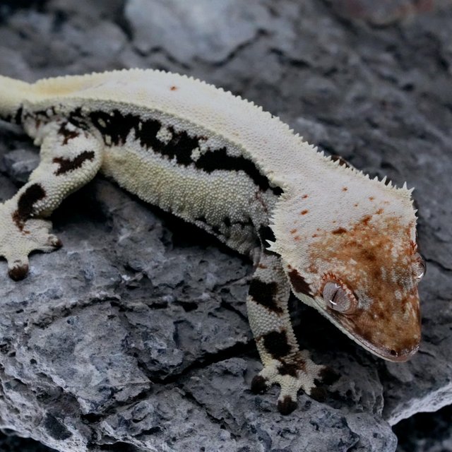 화이트 릴리화이트