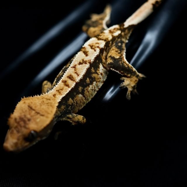 트라이 익스트림할리퀸