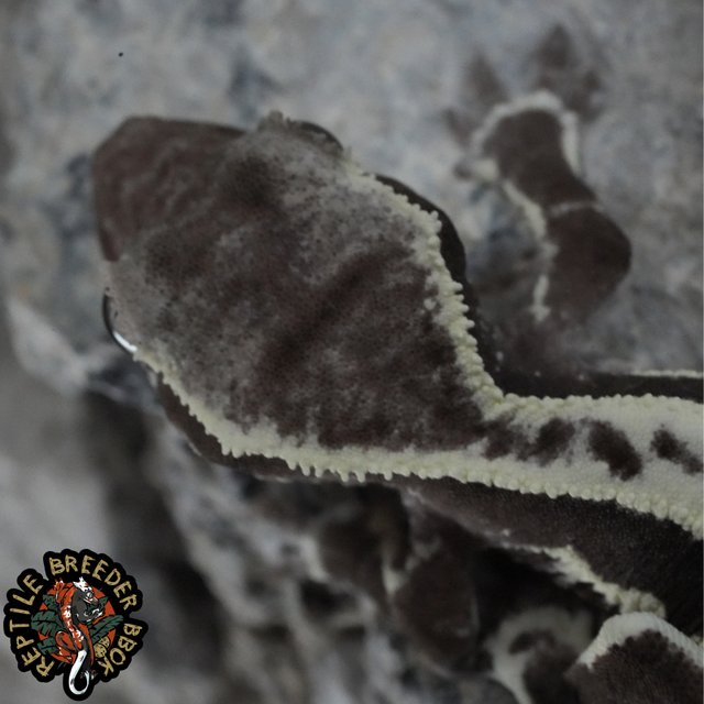 화이트크라운 릴잔틱