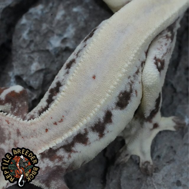 화이트 슈퍼스트라이프 릴리 세이블