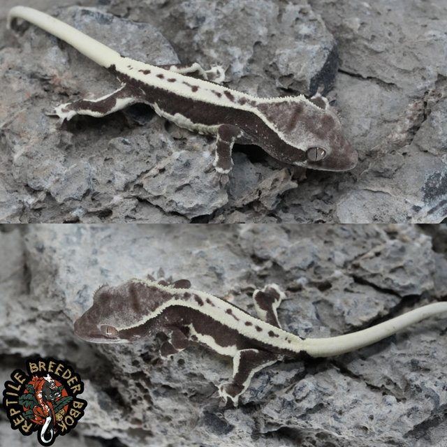 화이트크라운 릴잔틱