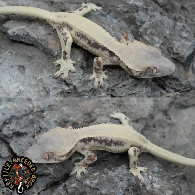 화이트 슈퍼스트라이프 릴리 세이블