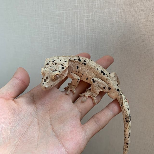 슈퍼달마시안