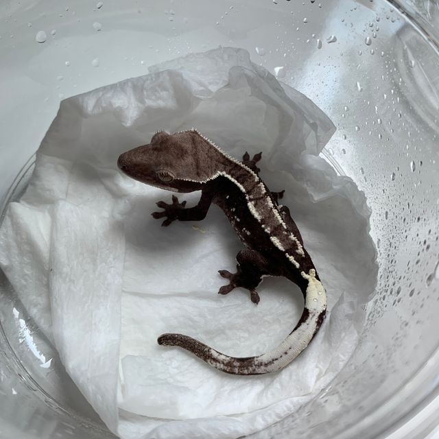 아잔틱