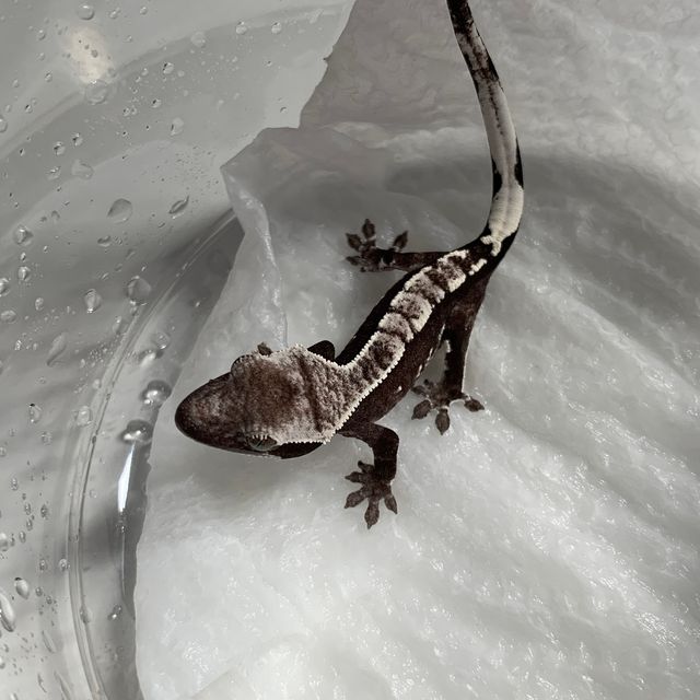 아잔틱