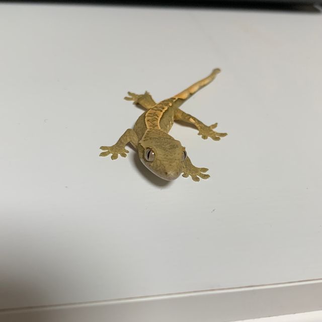노멀