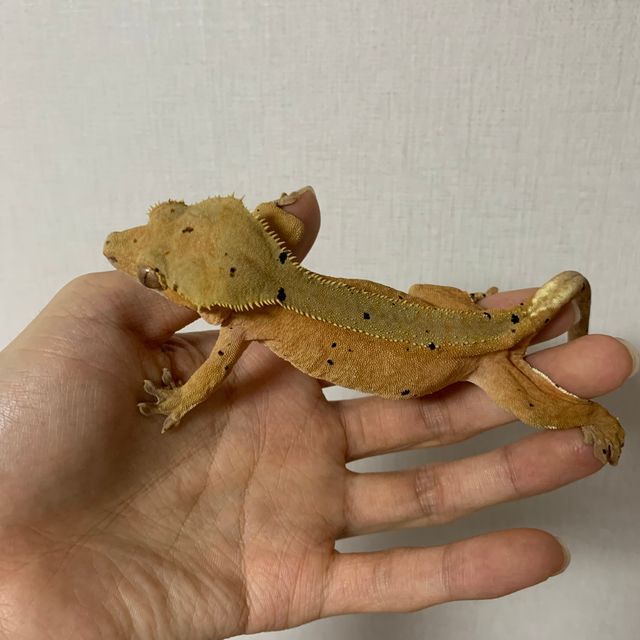 바이 달마시안 레드