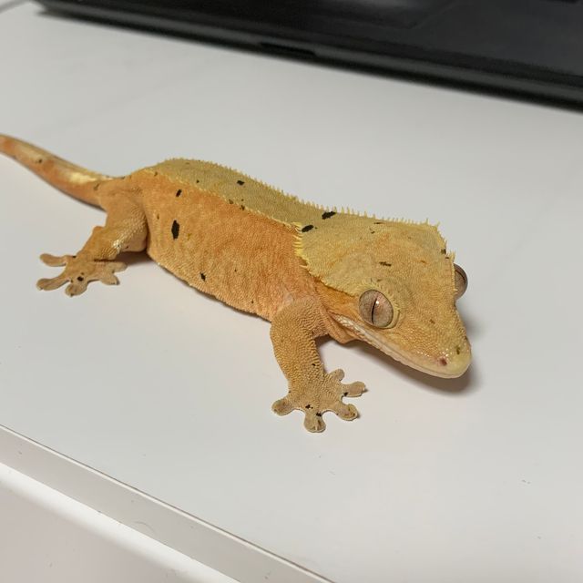 바이 달마시안 레드