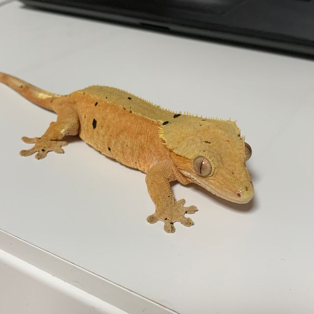 달마시안