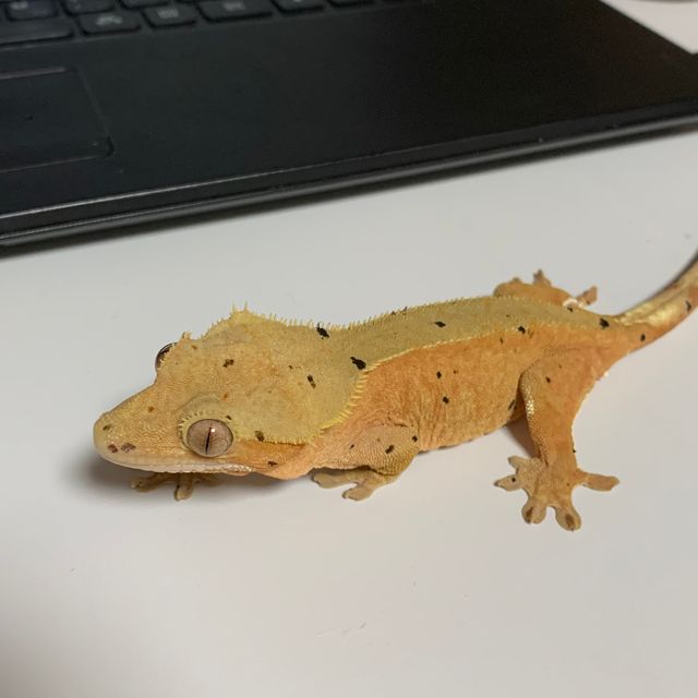 바이 달마시안 레드