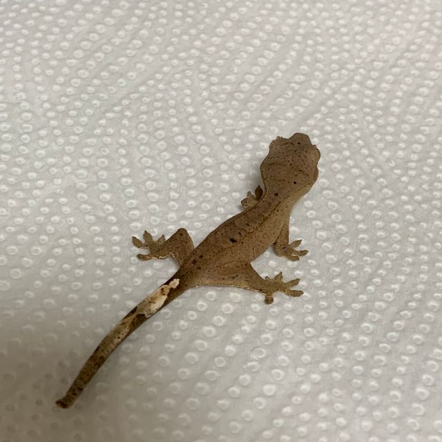 바이 달마시안 슈퍼달마시안 레드