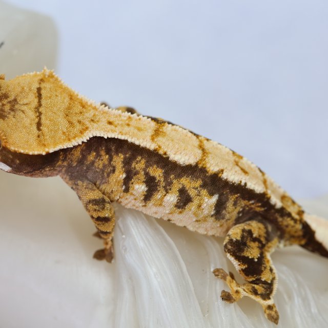 노멀 트라이 익스트림할리퀸 텐저린