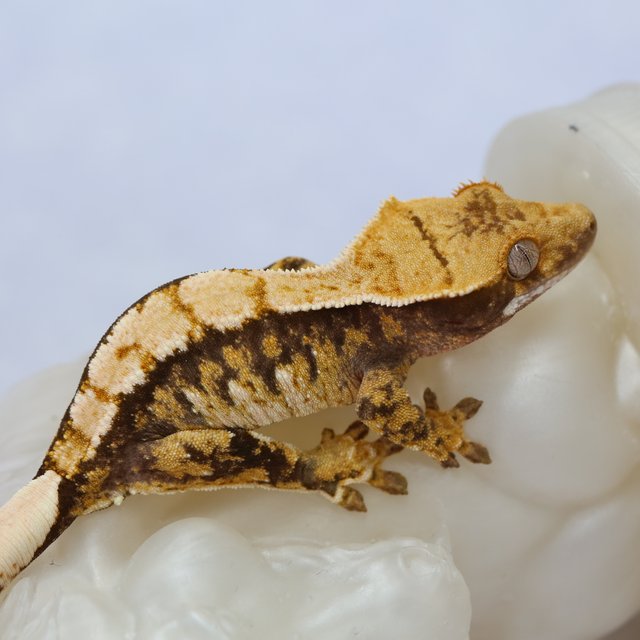 노멀 트라이 익스트림할리퀸 텐저린