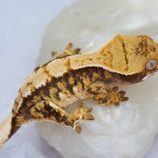 노멀 트라이 익스트림할리퀸 텐저린