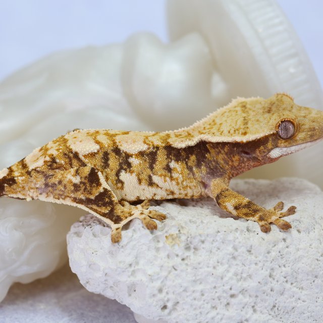 노멀 익스트림할리퀸 트라이 화이트스팟 텐저린