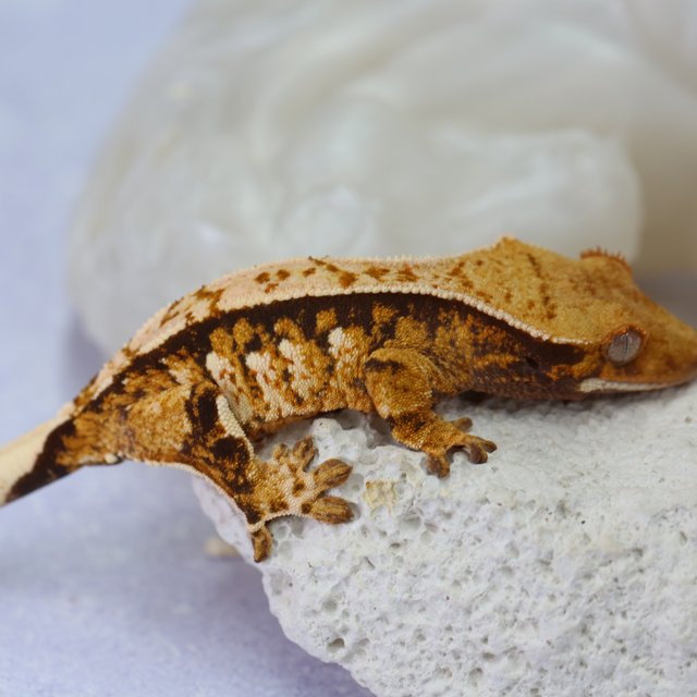 노멀 트라이 익스트림할리퀸 쿼드 텐저린