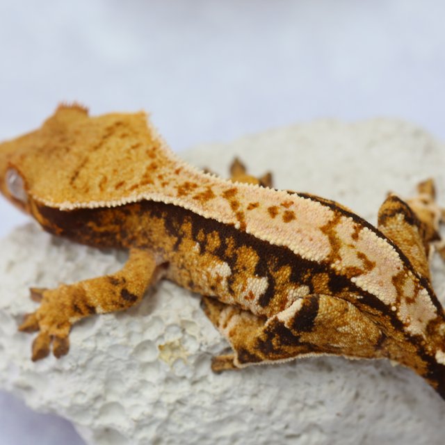 노멀 트라이 익스트림할리퀸 쿼드 텐저린