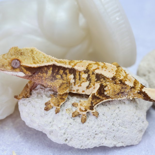 노멀 익스트림할리퀸 트라이 화이트스팟 텐저린