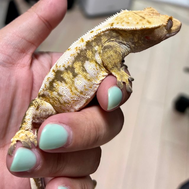 노멀 트라이 드리피 화이트