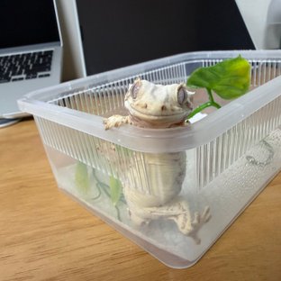 트라이 릴리화이트