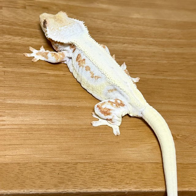 크림시클 릴리화이트