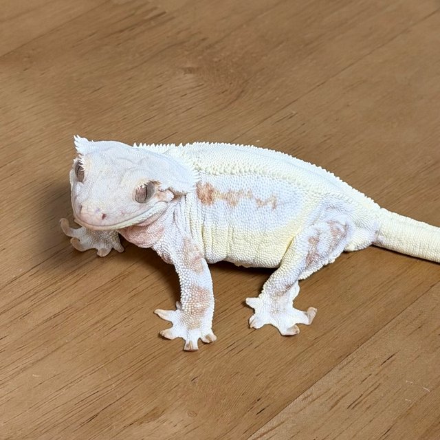 크림시클 릴리화이트