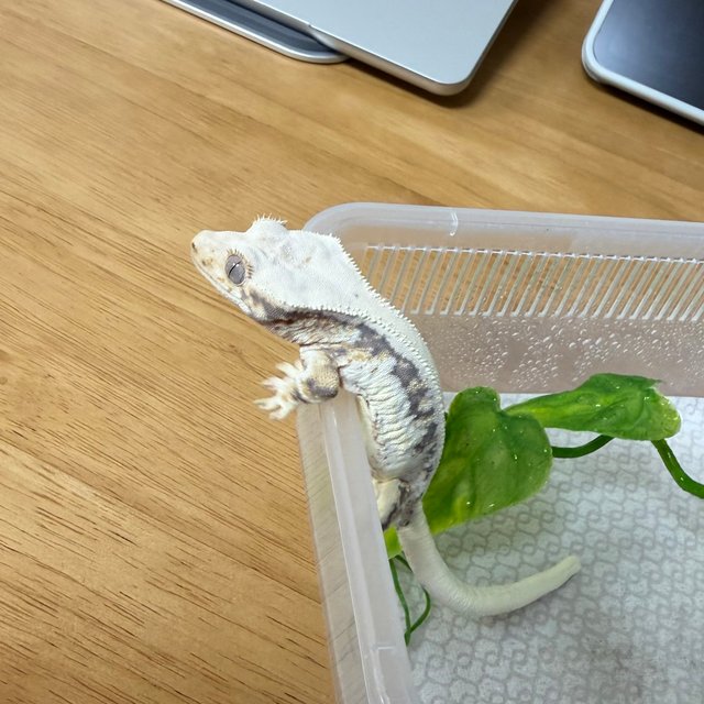 트라이 릴리화이트