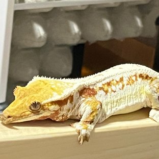 로제