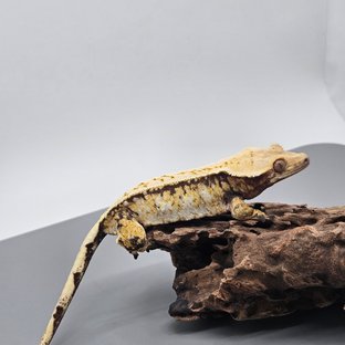 노멀 화이트스팟 드리피