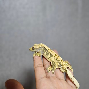 노멀 화이트스팟 드리피 익스트림할리퀸