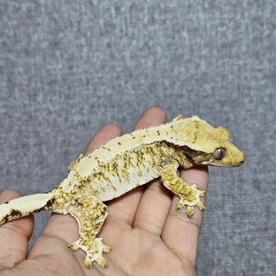 노바