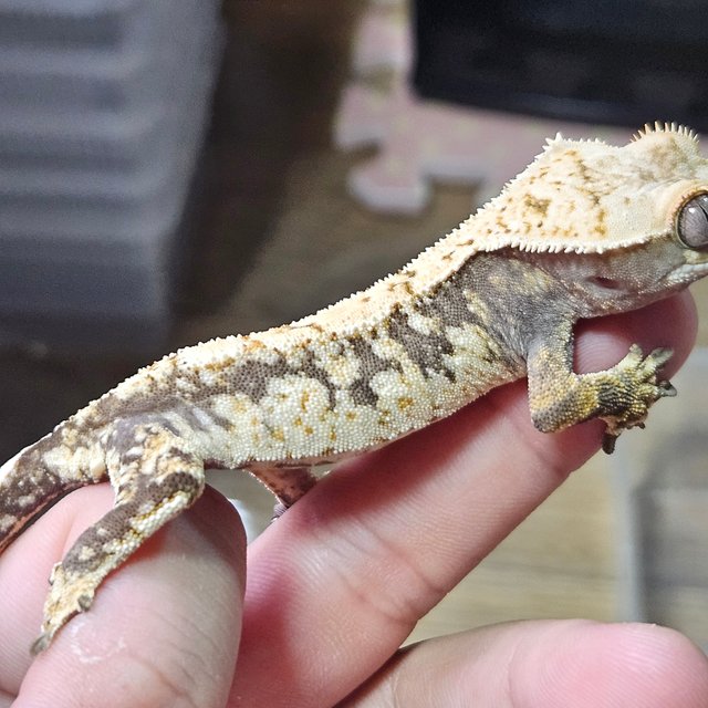 노멀 화이트스팟 드리피