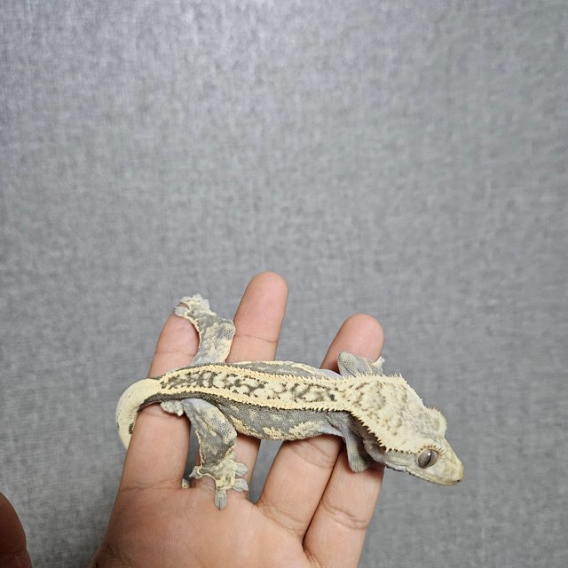 노멀 쿼드 풀핀