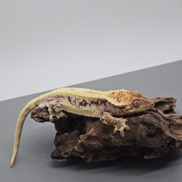 카푸치노 트라이 익스트림할리퀸