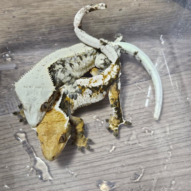 노멀 화이트스팟 드리피