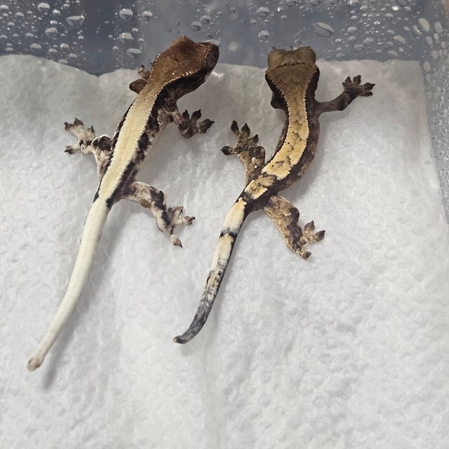 릴리 세이블 세이블