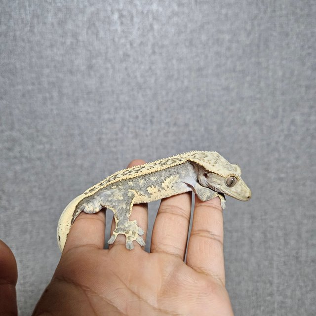 노멀 쿼드 풀핀