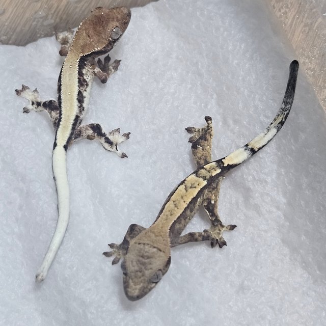 릴리 세이블 세이블