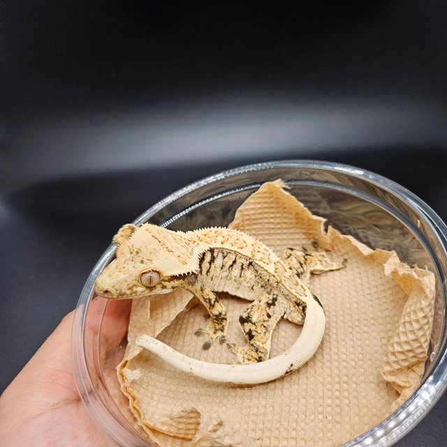 트라이 익스트림할리퀸 드리피 화이트스팟