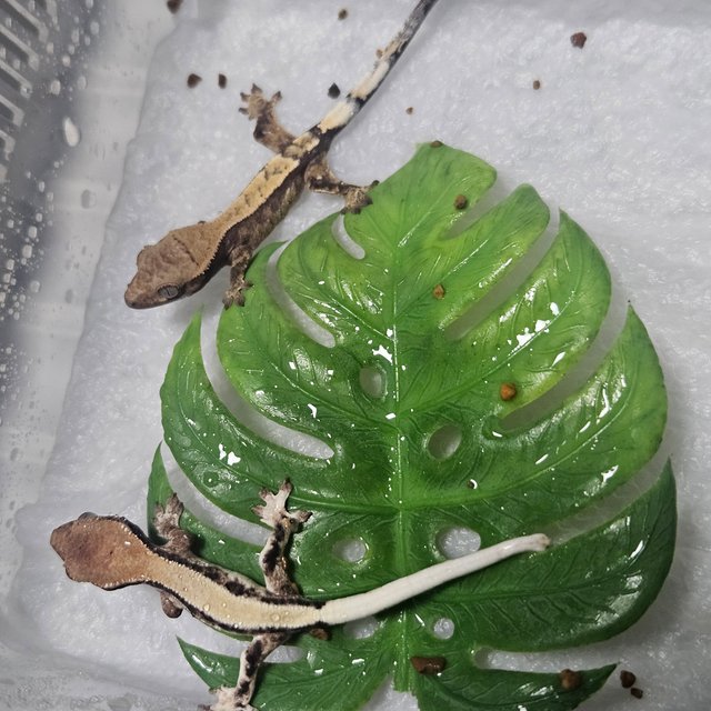 릴리 세이블 세이블