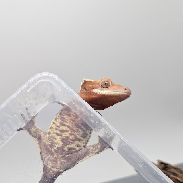 카푸치노 트라이 익스트림할리퀸