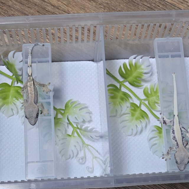 릴리 세이블 세이블