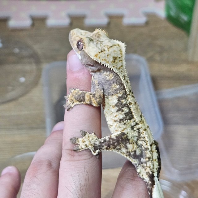 노멀 화이트스팟 드리피