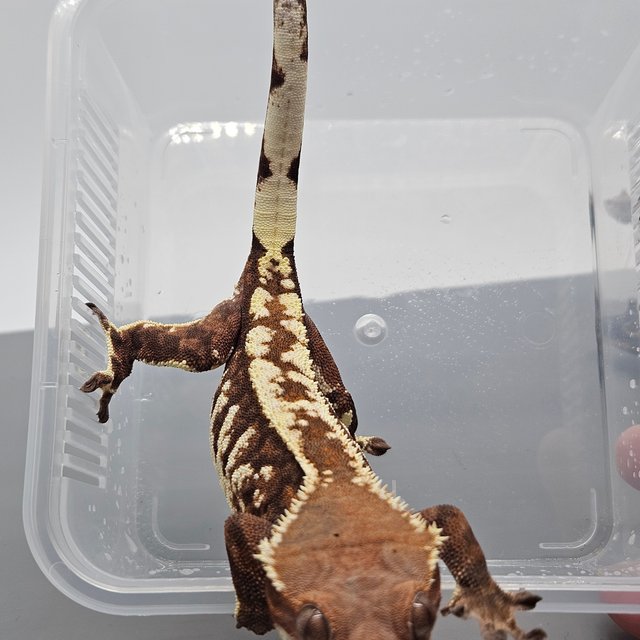 카푸치노 트라이 익스트림할리퀸