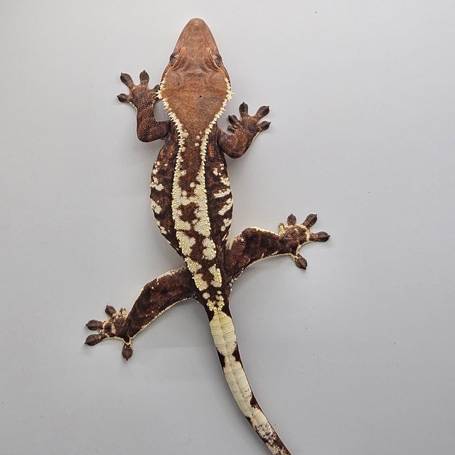 카푸치노 트라이 익스트림할리퀸